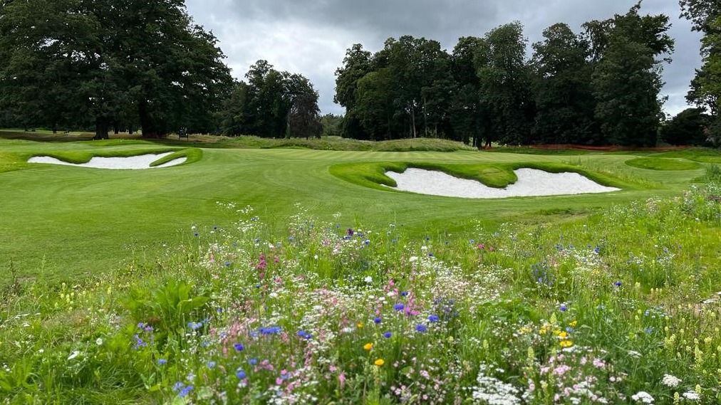 Effingham Golf Club - Short game area - Bunkers and Wild Flowers