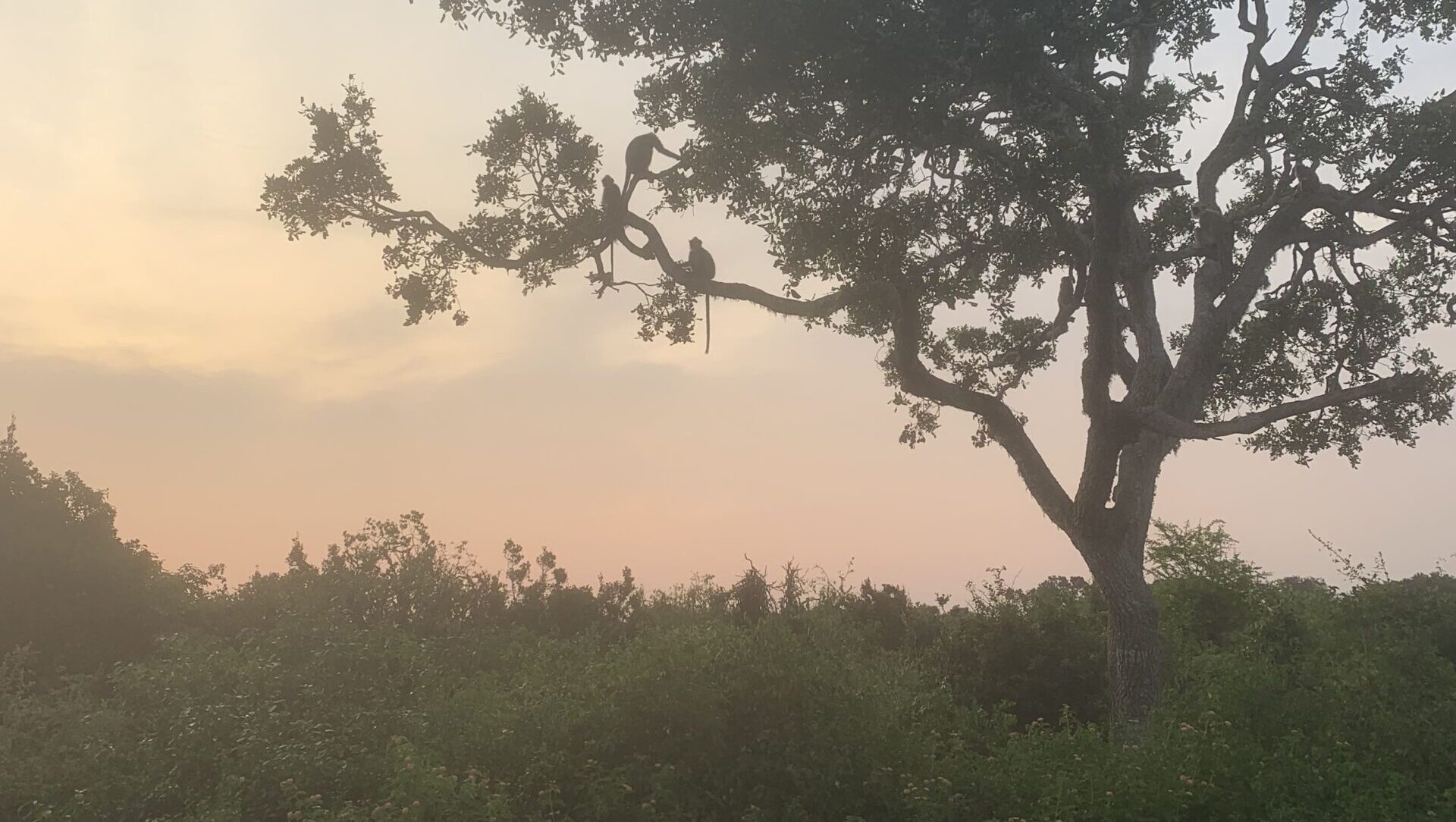 Morning on safari—watched closely by curious monkeys as we drive by.